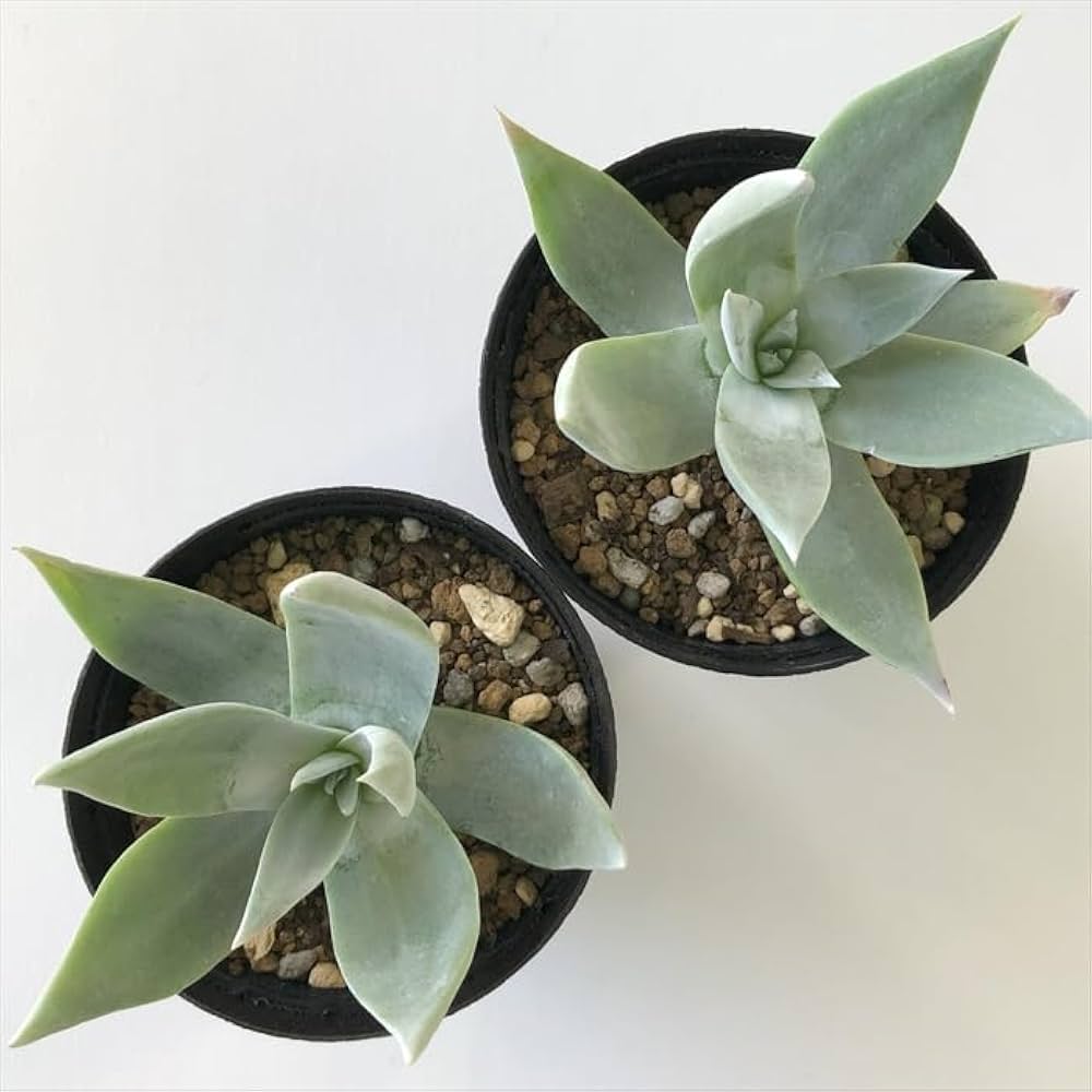 多肉植物　ダドレア　仙女盃　ブリトニー　モンスター ダドレア ブリトニー 仙女盃